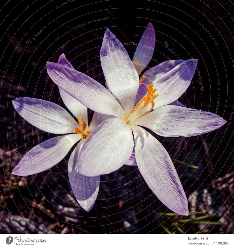 Riesenkrokus Umwelt Natur Landschaft Pflanze Erde Sonne Frühling Wetter Schönes Wetter Blume Blüte Wildpflanze Garten Blühend leuchten natürlich trashig violett