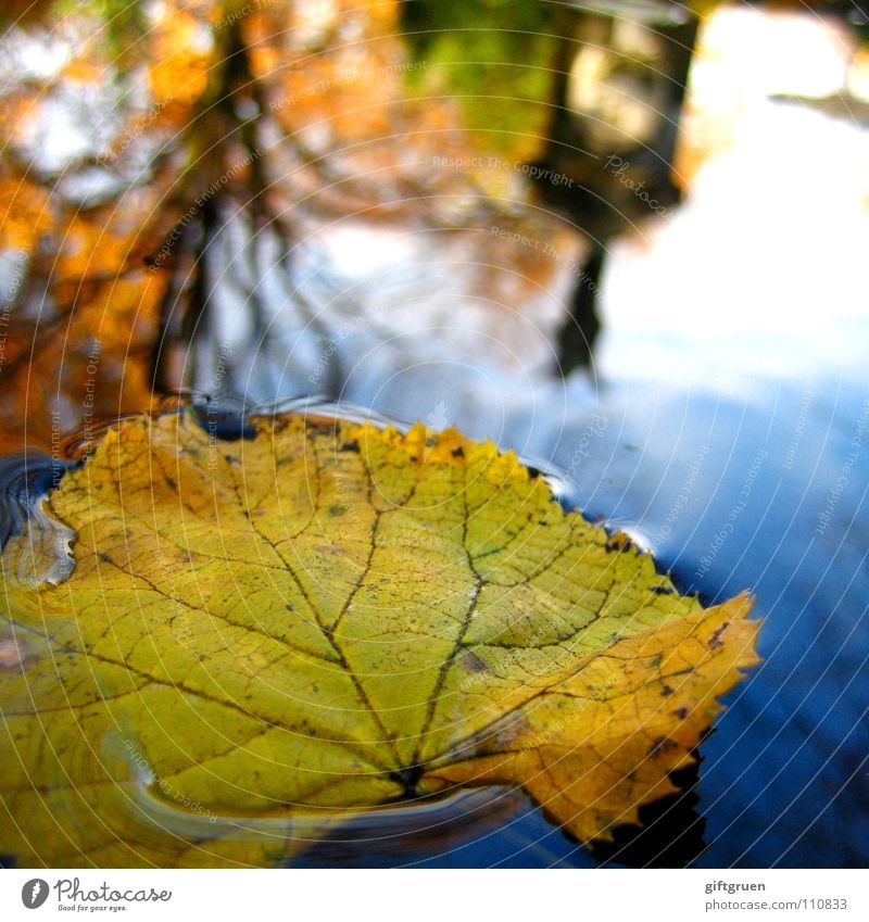 oktober Blatt Herbst Oktober Pfütze gelb mehrfarbig Reflexion & Spiegelung Baum nass Friedhof Vergänglichkeit herbstlich Wasser Himmel Sonne Im Wasser treiben