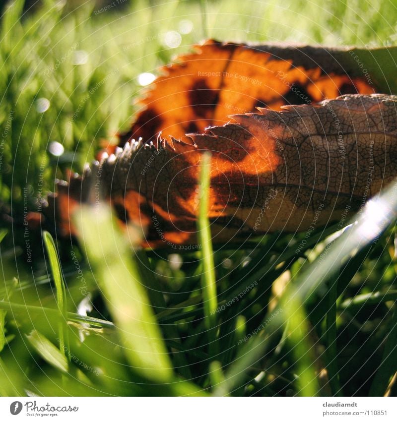 Kuhflecken Blatt Herbst grün Wiese Gras Warmes Licht durchleuchtet Halm frisch Froschperspektive Rasen Makroaufnahme scheckig Punkt Zacken gezackt gezahnt Fleck