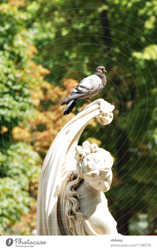 Schöne Aussicht Skulptur Pflanze Tier Baum Park Vogel Taube 1 Stein sitzen oben grün weiß Gelassenheit ruhig Marmor Ferne erhaben historisch Laubbaum Laubwald