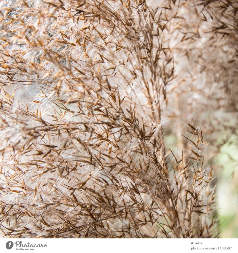 im Schilf II Pflanze Gras Wasserpflanze Schilfrohr hell weich braun grün kleinteilig Samen Korn körnig Farbfoto Außenaufnahme Detailaufnahme Menschenleer Tag