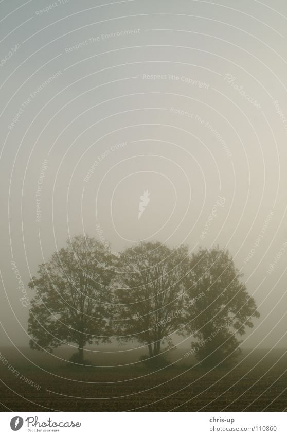 Bäume im Nebel 1 Feld Landwirtschaft Fußweg Landstraße Gemüsebau braun grün Ackerbau Baum Baumreihe dunkel grau Aussicht Durchblick Morgennebel Tau Winter