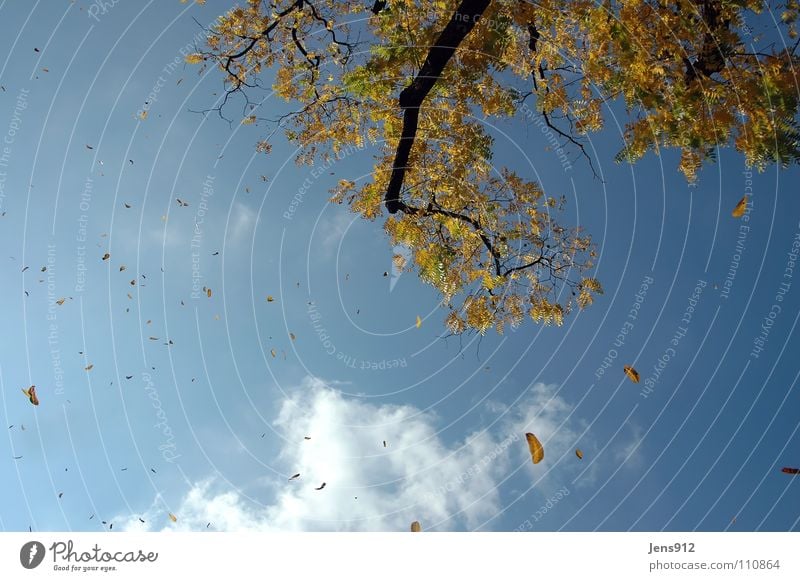 Herbstwind Blatt Wolken Baum gelb Wind Himmel Ast Zweig blau orange