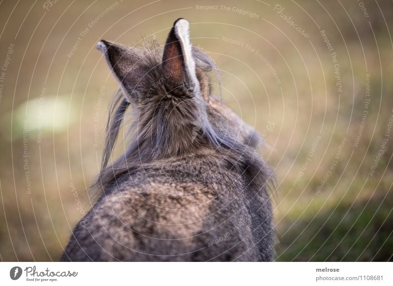 " bockig " Ostern Natur Erde Frühling Schönes Wetter Gras Wiese Tier Haustier Fell Hasenohren Zwergkaninchen Nagetiere Säugetier Hase & Kaninchen 1 Hasenlöffel