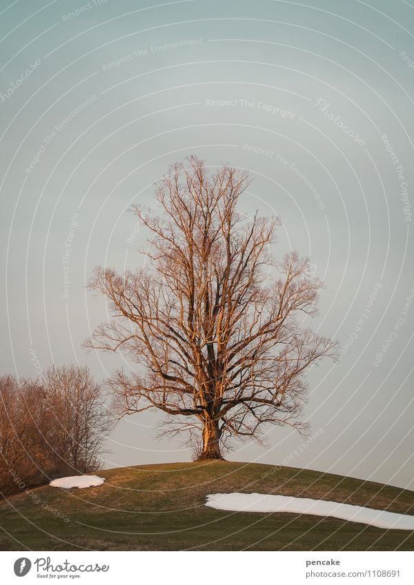 orte der | kraft Natur Landschaft Urelemente Erde Himmel Frühling Winter Schnee Baum Feld Alpen Zeichen Wachstum Erfolg einzigartig stark ästhetisch Erfahrung