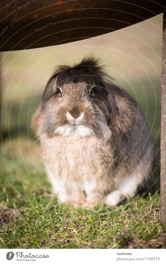 Sonnenbad Ostern Natur Erde Frühling Schönes Wetter Gras Wiese Haustier Tiergesicht Fell Pfote Zwergkaninchen Hase & Kaninchen Nagetiere Säugetier 1 beobachten