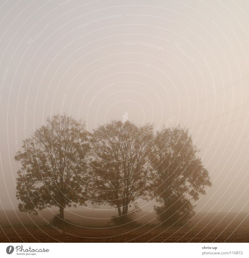 Bäume im Nebel 2 Feld Landwirtschaft Fußweg Landstraße Gemüsebau braun grün Ackerbau Baum Baumreihe dunkel grau Aussicht Durchblick Morgennebel Tau Winter