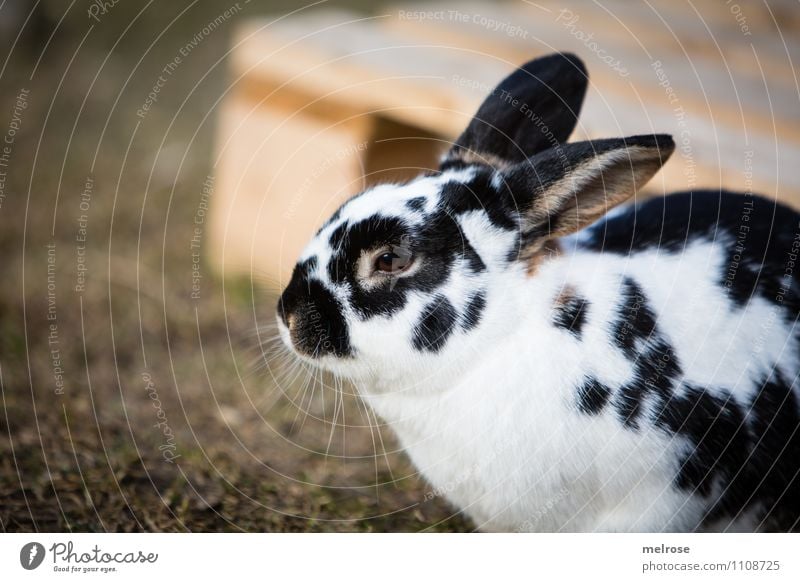 Warten auf Ostern Natur Erde Frühling Gras Wiese Tier Haustier Tiergesicht Fell Osterhase Zwergkaninchen Hase & Kaninchen Nagetiere Säugetier Hasenohren 1