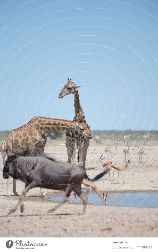 ich bin dann mal weg. Ferien & Urlaub & Reisen Tourismus Ausflug Abenteuer Sightseeing Safari Expedition Umwelt Natur Erde Wasser Wolkenloser Himmel Sommer