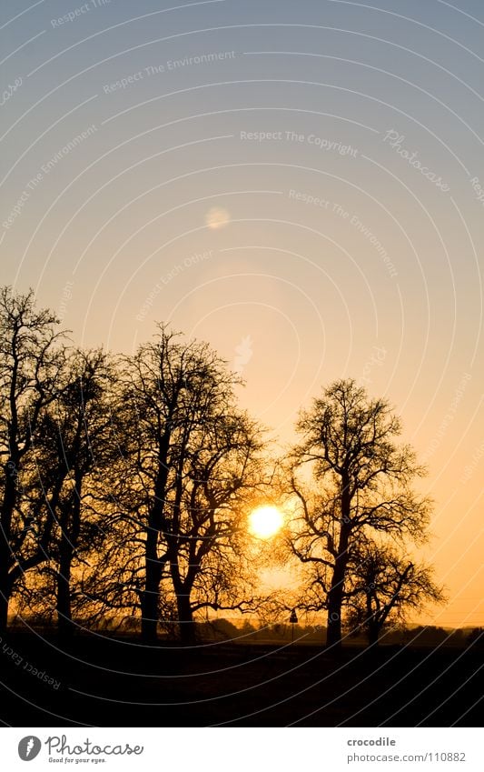 baumsiluetten im sonnenuntergang Baum Sonnenuntergang Licht schwarz Herbst gegnlicht Himmel blau Abenddämmerung