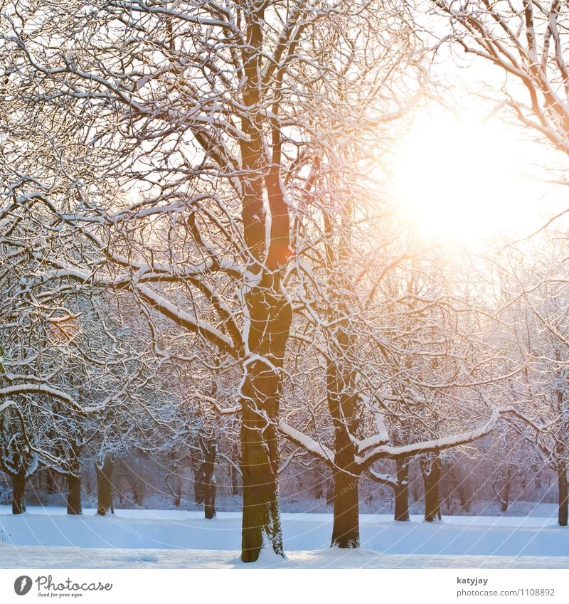 Winterwald Wald Schneelandschaft Winterlicht Winterurlaub Dämmerung schnee Dezember Stimmung Sonne Sonnenstrahlen Baum Januar November Februar Landschaft