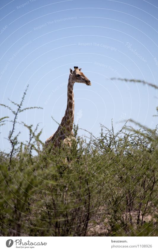 ich versteck mich. Ferien & Urlaub & Reisen Tourismus Ausflug Abenteuer Sightseeing Safari Expedition Sommer Umwelt Natur Landschaft Wolkenloser Himmel