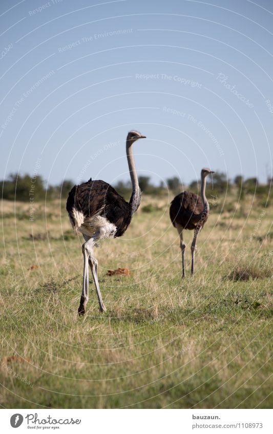 schnell weg. Ferien & Urlaub & Reisen Tourismus Ausflug Abenteuer Sightseeing Safari Expedition Umwelt Natur Landschaft Erde Wolkenloser Himmel Schönes Wetter