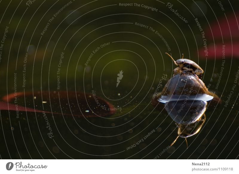 Hochwasser Umwelt Natur Tier Wasser Frühling Schönes Wetter Garten Park Wald Teich See Erholung warten rund ruhig Insekt Käfer Stein Sonnenbad heizen Insel