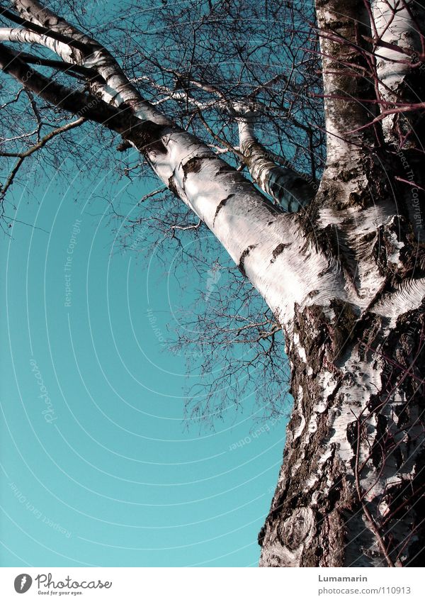 Entblättert Baum Baumstamm Geäst Birke Holz laublos Winter kalt ruhig weiß braun Vergänglichkeit Ast Betulaceae Birkenholz Winterschlaf Himmel Klarheit blau