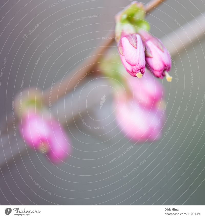 Frühling II Natur Pflanze Blume Sträucher Blüte Garten grau grün rosa Blütenknospen Blütenstempel Zweig Wachstum Erneuerung warten geschlossen Fortschritt