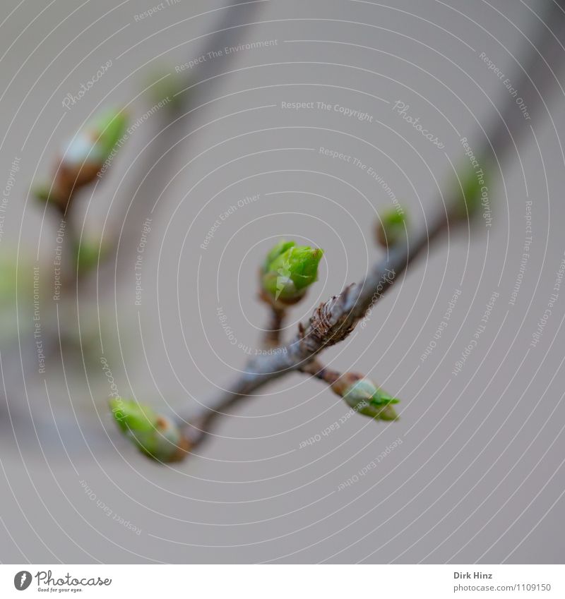 Frühling IV Landschaft Pflanze Baum Sträucher Garten Park Wald braun grau grün Beginn Neuanfang zart zartes Grün Fortschritt neu Ast Erneuerung Wachstum