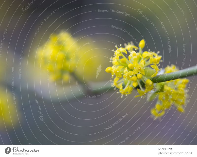 Frühling III Natur Pflanze Blume Blüte Garten Park neu gelb grau grün Neuanfang Beginn Erneuerung Stempel Blütenknospen Blühend schön Ast zart sensibel Duft