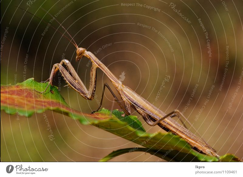 in einem grünen Blatt Garten Umwelt Natur Pflanze Tier Pfote braun rot Farbe lkpro Gottesanbeterin Religiosa natura colori rosso verde Marone Insetto Insekt