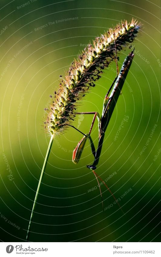 die darauf warten zu töten Pfote braun grün Farbe lkpro Gottesanbeterin Religiosa natura Natur colori verde Marone Insetto Insekt zampe Mantide Mantoidei