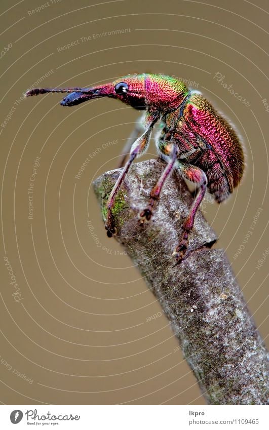 in den Farben der Muskeln Garten Natur Fluggerät braun grün rot lkpro verde Antenne colori Marone giardino occhio Auge zampe Pfoten Insekt Insetto Coleopters