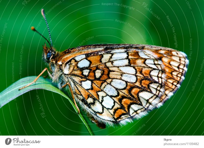 in einem Blatt ruhend Garten Natur Baum Weiche Fluggerät wild blau braun grün schwarz Farbe lkpro Ritterfalter Papilio Makaone Bruco schmalzig Farfalle verde