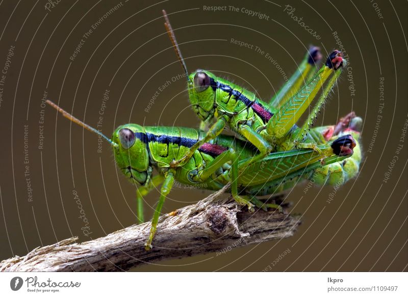 auf einem Baum Pfote Liebe Sex braun grau grün schwarz Farbe lkpro Heuschrecke natura Natur colori verde Marone Insetto Insekt Nero zampe Addom Unterleib Rmo