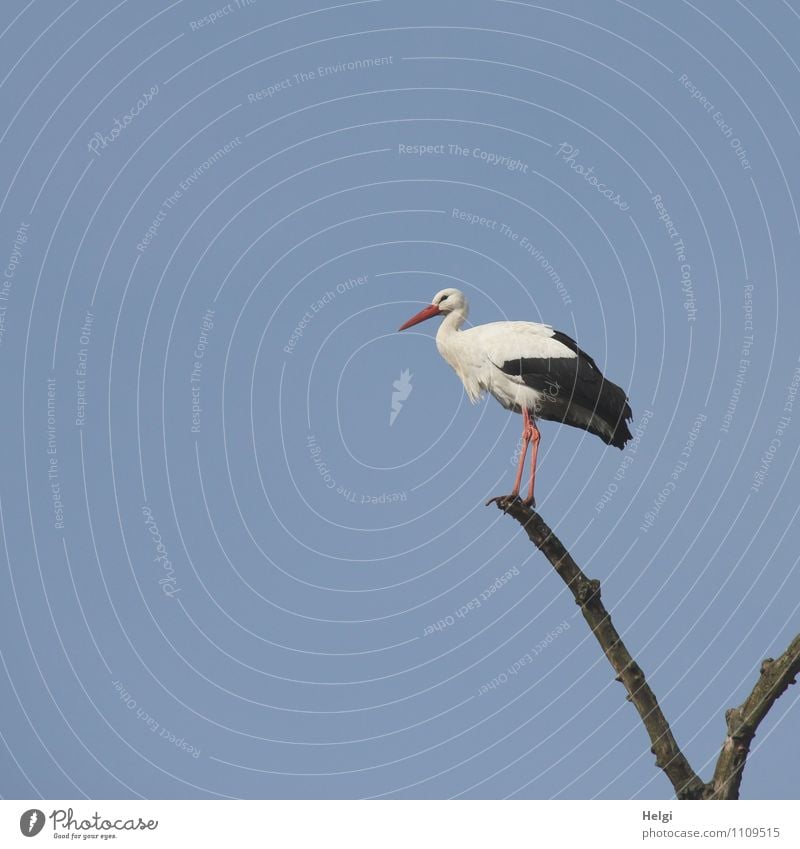 alles im Blick... Umwelt Natur Pflanze Wolkenloser Himmel Frühling Schönes Wetter Baum Ast Tier Wildtier Vogel Storch Weißstorch 1 stehen warten ästhetisch