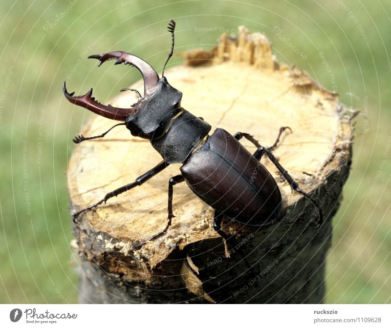 Hirschkaefer, Lucanus, cervus Tier Wildtier Käfer Umweltschutz Hirschkäfer Maennchen Horn seltener Insekt wenige males antlers rare conservation insects animal