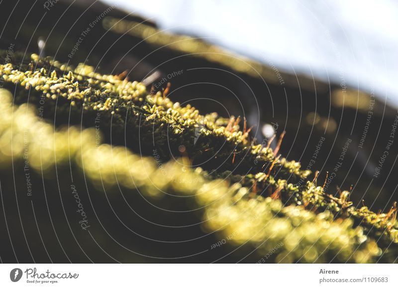 grün macht Laune Pflanze Schönes Wetter Moos Freundlichkeit hell gold Sonne leuchtende Farben leuchtend grün weich Farbfoto Außenaufnahme Menschenleer