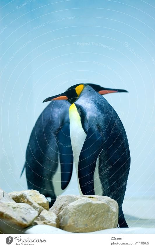 frackträger Pinguin kalt Tier Vogel Antarktis Kaiserpinguine watscheln Freundschaft stehen Schnabel lustig hell-blau Himmel voreinander nebeneinander Eis