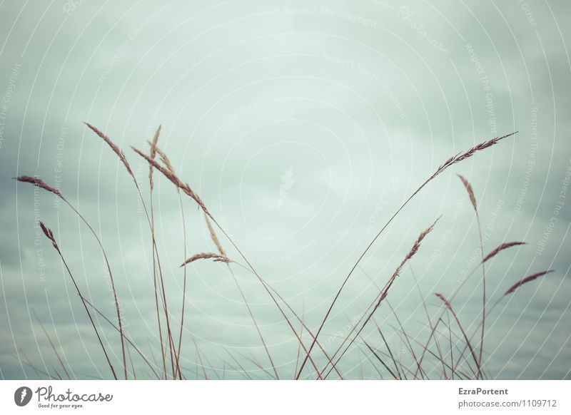 so leicht Umwelt Natur Landschaft Pflanze Luft Himmel Wolken Wetter Gras Wiese Feld ästhetisch natürlich grau Leichtigkeit Farbfoto Gedeckte Farben