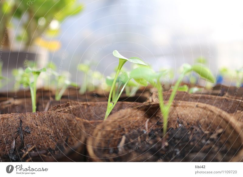 junge Pflanze Gemüse Kräuter & Gewürze Zufriedenheit Meditation Gartenarbeit Gärtnerei Natur Tier Urelemente Erde Frühling Blatt Grünpflanze Nutzpflanze Glück