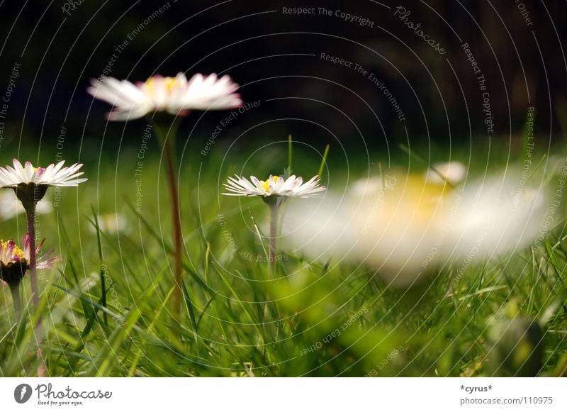 Gänseblümchen Blume Wiese Sommer Gras Sommertag Rasen