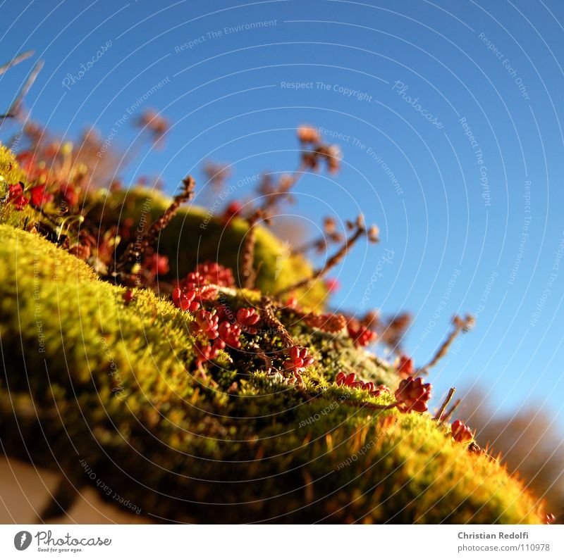 Sedum - Moos - Dachgarten ² Fetthenne grün rot Pflanze Blume Zisterne Herbst Makroaufnahme Nahaufnahme Dekoration & Verzierung Dachbegrünung begrünung