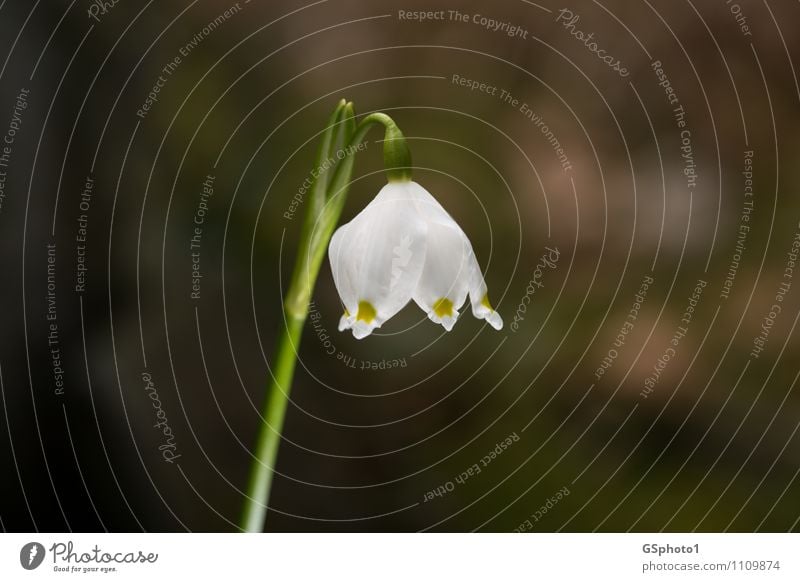 Frühlingsknotenblume Natur Pflanze Schönes Wetter Blume Blüte Grünpflanze grün weiß Frühlingsbote leuchten Farbfoto mehrfarbig Außenaufnahme Nahaufnahme