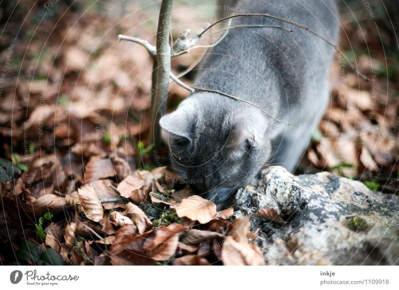 5 Jahre Entdeckungsreise ! Herbst Schönes Wetter Blatt Waldboden Garten Park Haustier Katze 1 Tier Blick natürlich Neugier braun grau Gefühle Stimmung Interesse