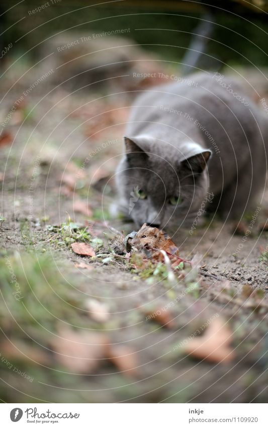 über Stock und Stein... Tier Garten Park Haustier Wildtier Katze Maus Tiergesicht 2 beobachten festhalten hocken Jagd warten Gefühle Angst Entsetzen Todesangst