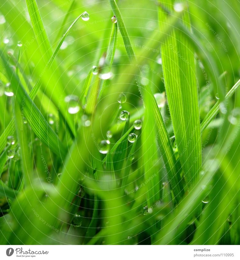 extra Wiese² Gras Tau Halm Park Nahaufnahme grün Sommer Frühling Klee nass feucht Alm rund eckig Pflanze Reifezeit Wachstum Kuh aufwachen springen Makroaufnahme