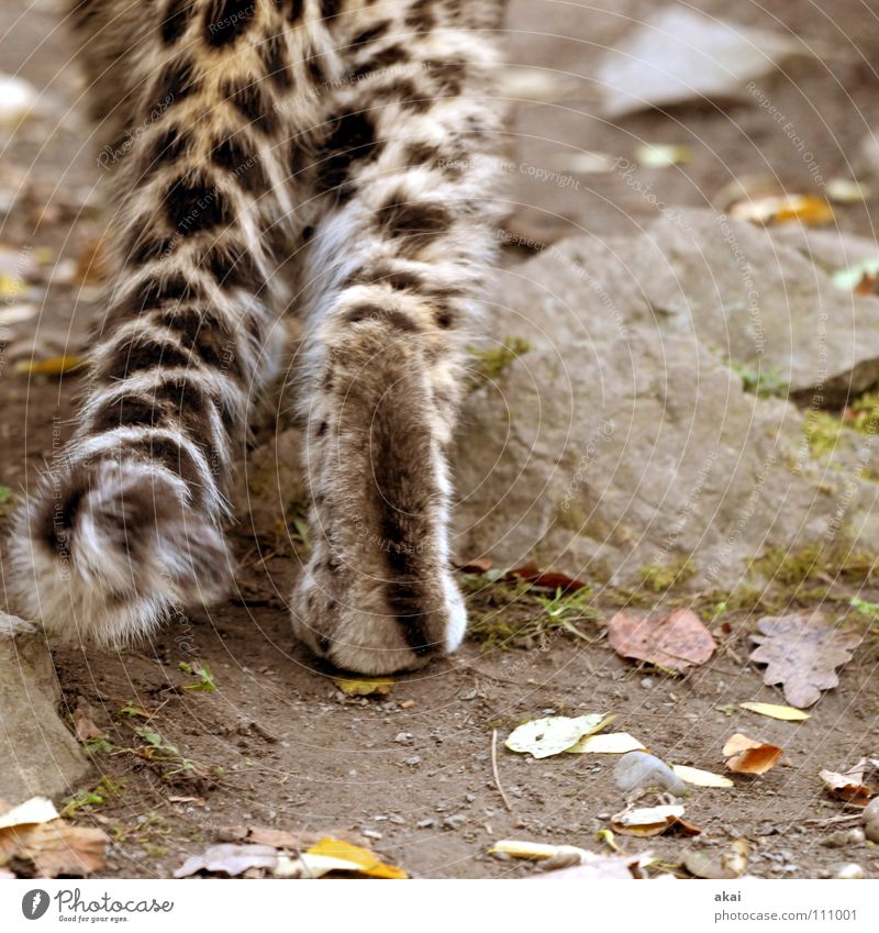 Auf leisen Sohlen........ Tier Futter Wachsamkeit Kontrolle Jäger Jagd krumm Angst Leopard Spielen ruhig Konzentration Pfote Schwanz Zoo Landraubtier Raubkatze