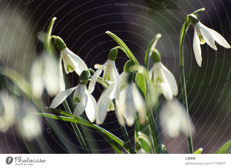 Schneeglöckchen, aber echt! Natur Pflanze Blume Wildpflanze schwarz weiß Frühling Frühlingsblume Frühlingsblumenbeet Blühend Glocke Frühblüher Knollengewächse