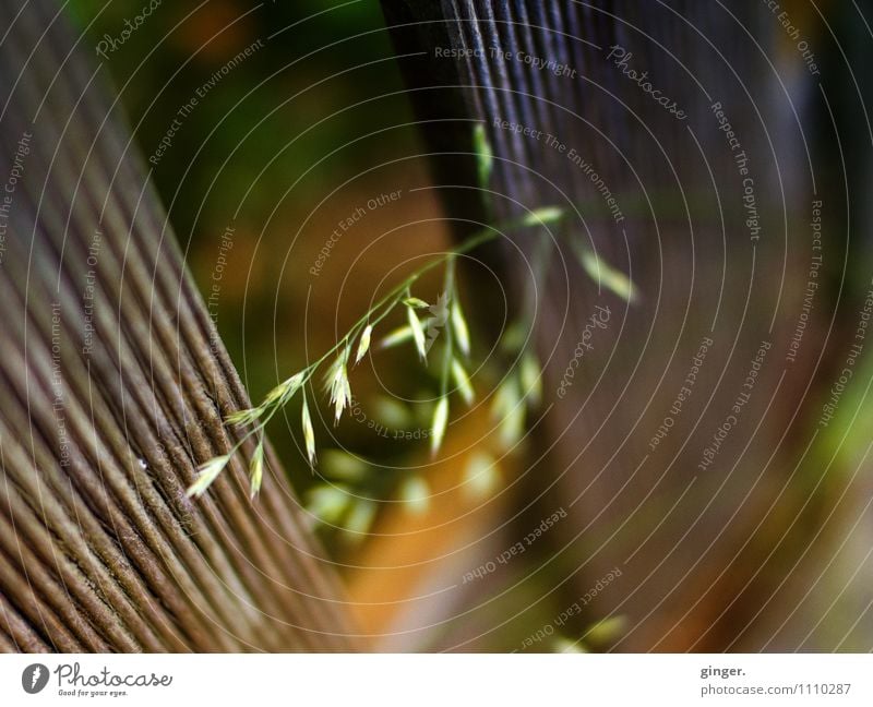 Kleines Feinchen Natur Pflanze Frühling braun grün Gras federartig Stengel zart Zaun Latte Lattenzaun Spalte Wachstum Samen aufwärts fein Halm Farbfoto