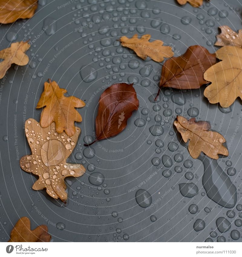 Herbstgrau Wassertropfen Blatt braun Reflexion & Spiegelung Eiche Baum Abdeckung zudecken Regen Pfütze Vergänglichkeit Kunststoff Statue Seil Eicheln abgefallen