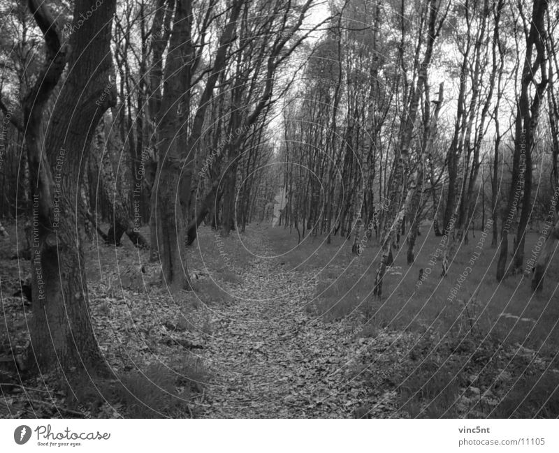 Waldweg-bw Märchen Natur Wege & Pfade Schwarzweißfoto