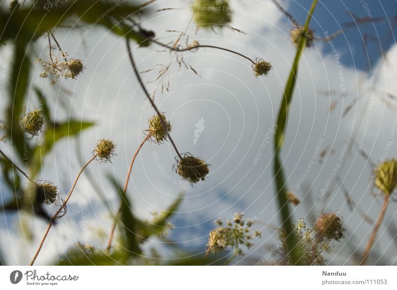 99 Blüten Wiese Sommer Blume Wolken Froschperspektive grün weiß Vergänglichkeit Blühend recken Verkehrswege aufwärts Himmel blau