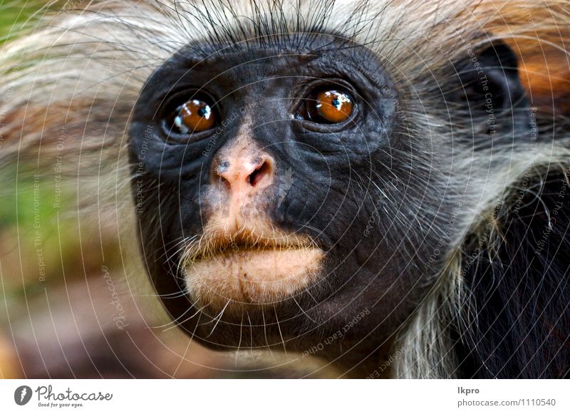 Affe Insel Mund Natur Behaarung Wildtier rosa schwarz Isola Sansibar Trimmung Menschenaffen Occhi Auge Bocca Peli ciuffo Nero risa Farbfoto Tag