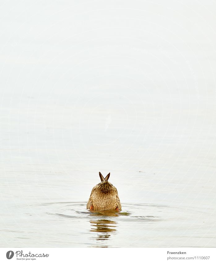 Tauchende Ente Tier Wasser Küste Seeufer Strand Ostsee Wildtier 1 Essen Schwimmen & Baden tauchen Humor Farbfoto Gedeckte Farben Außenaufnahme Menschenleer