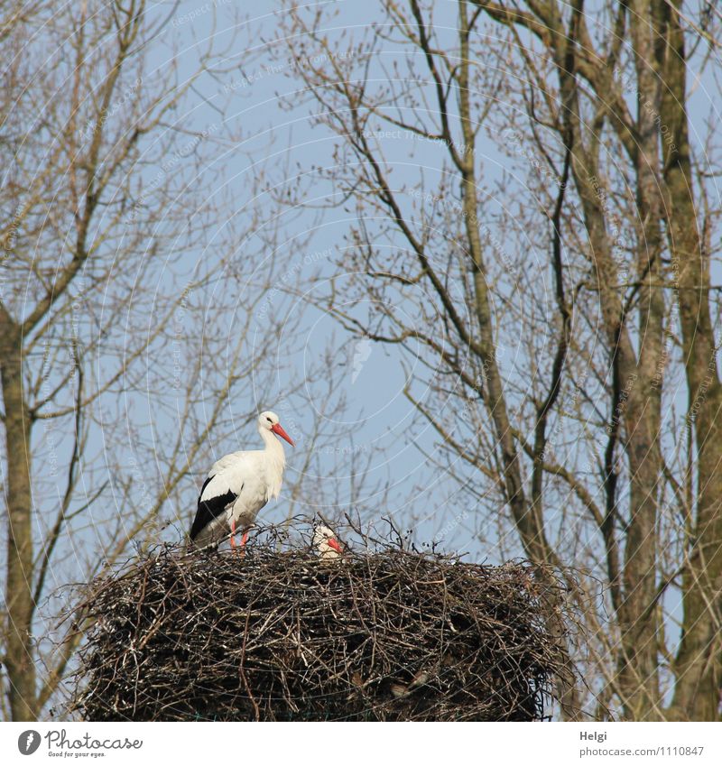 Familienplanung... Umwelt Natur Pflanze Tier Wolkenloser Himmel Frühling Schönes Wetter Baum Wildtier Storch Weißstorch Nest 2 Blick stehen ästhetisch