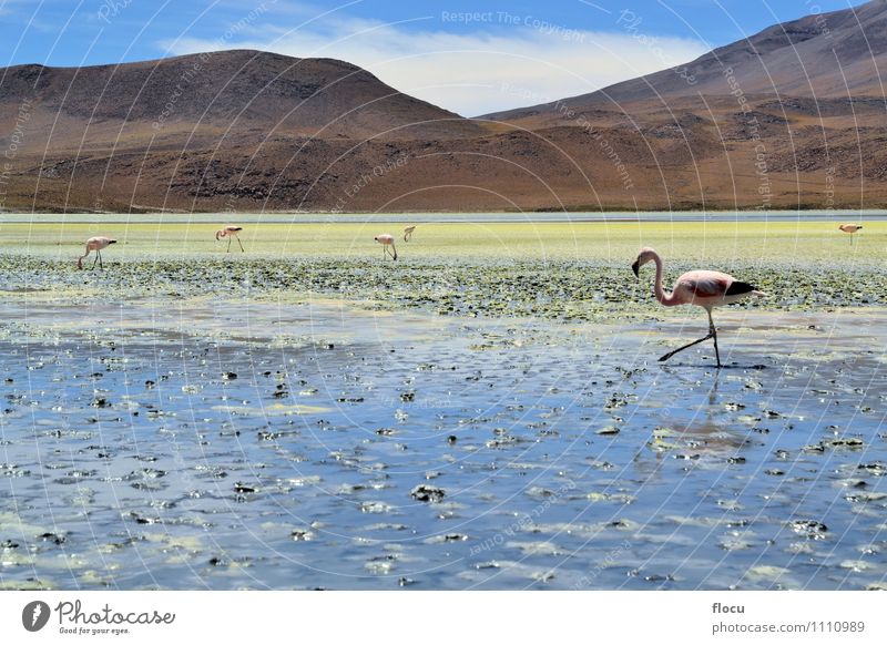 Hochlandflamingos in einer Lagune, Bolivien, Anden exotisch Ferien & Urlaub & Reisen Safari Berge u. Gebirge Natur Tier Wolken Park See Vogel Flamingo Stein