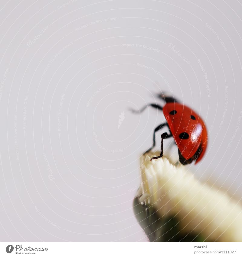 wenn ich mal groß bin, dann.... Tier Käfer 1 Stimmung Marienkäfer Insekt tierisch fliegen Blume Farbfoto Außenaufnahme Innenaufnahme Detailaufnahme Tag